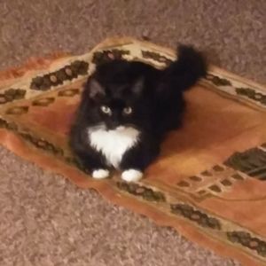 Meet your Posher, Janet